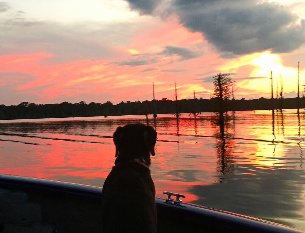 Dog in boat at sunset